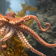 Illustration for article titled Why Female Octopuses Self-Destruct After Laying Eggs